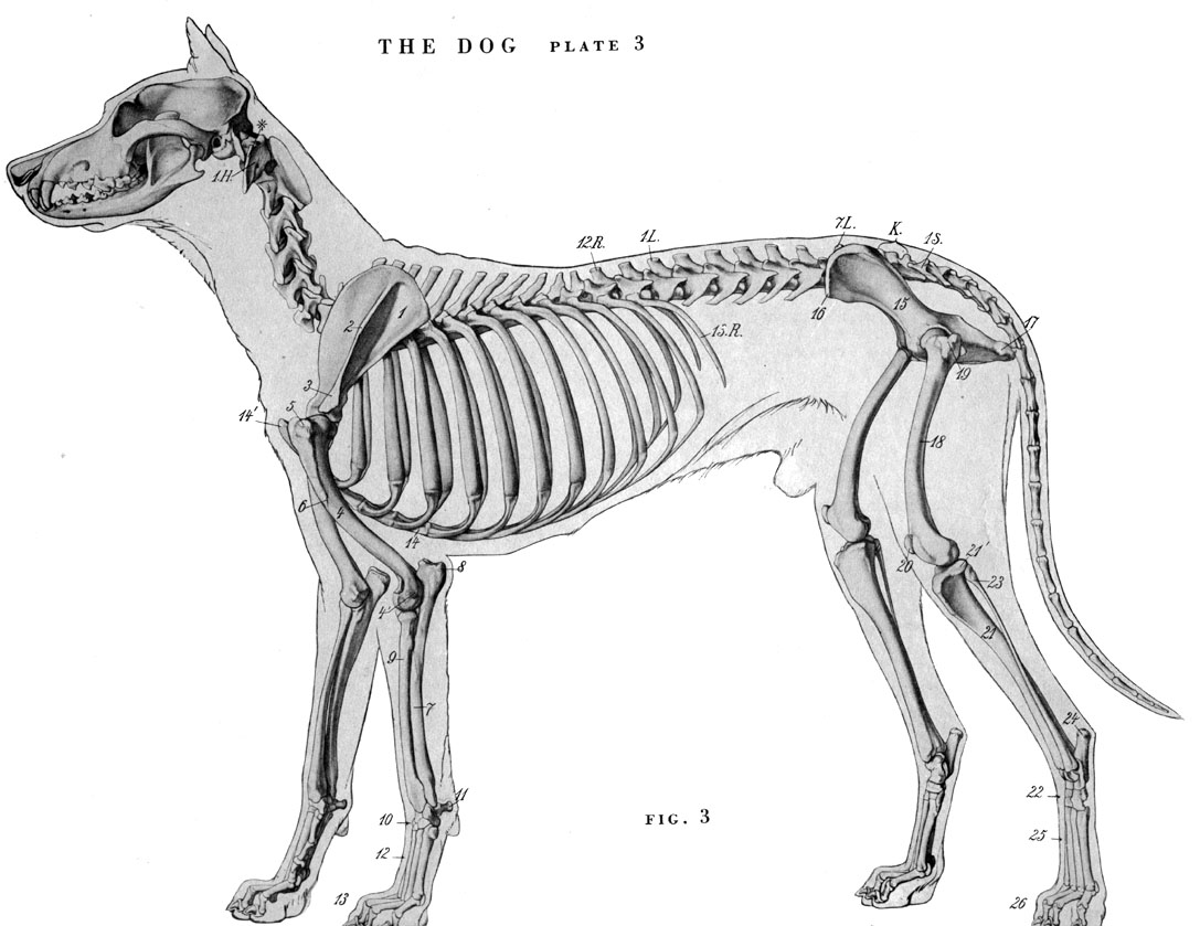 狗的骨骼绘画素材 超清-普画网