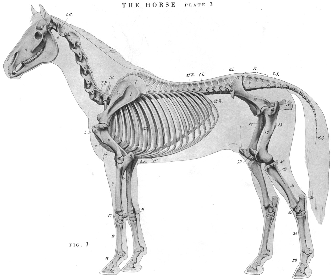 大型猫科动物狮子骨骼肌肉图-普画网