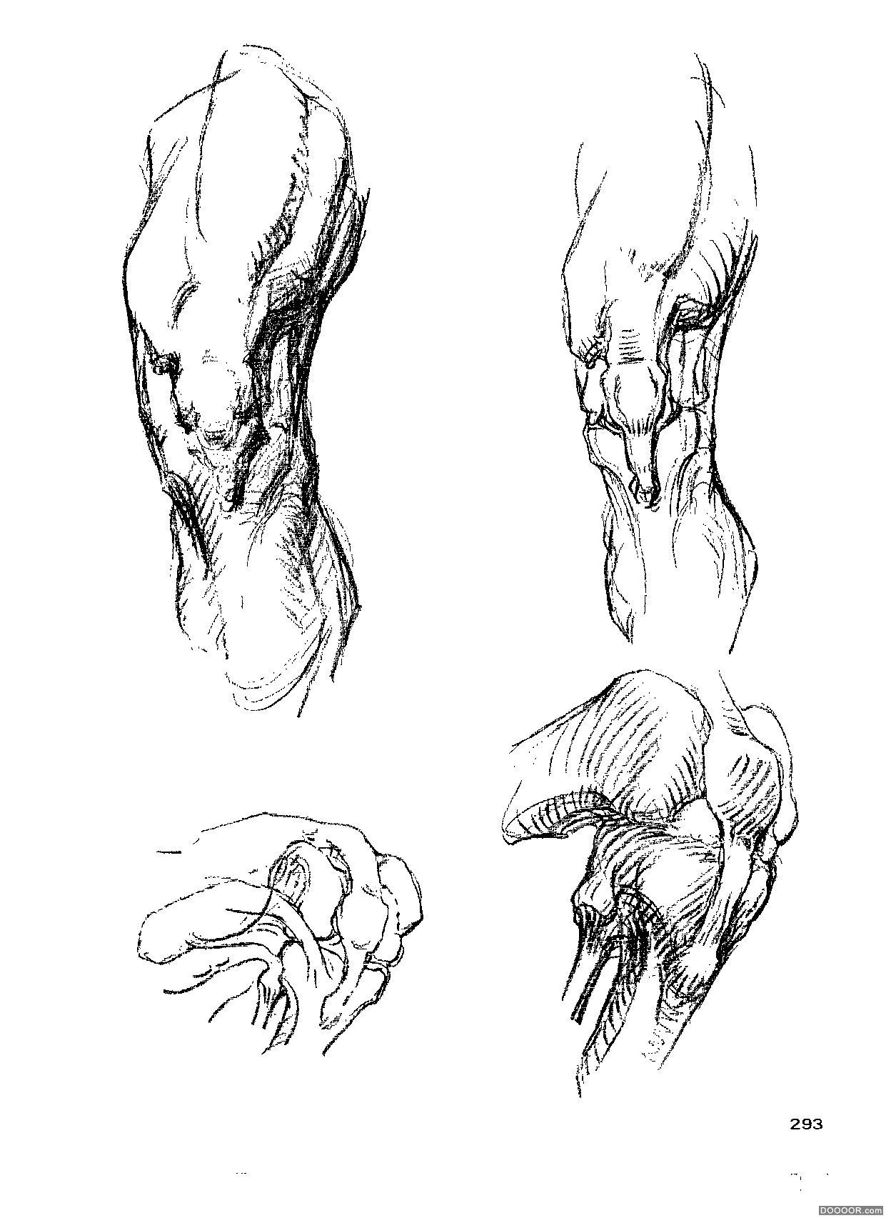 伯里曼人体结构绘画 (296).jpg