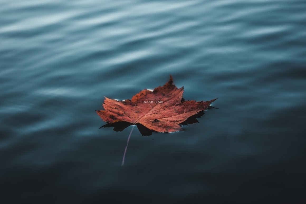 01191_秋日里一枚树叶飘落在平静的湖面上宁静自然
