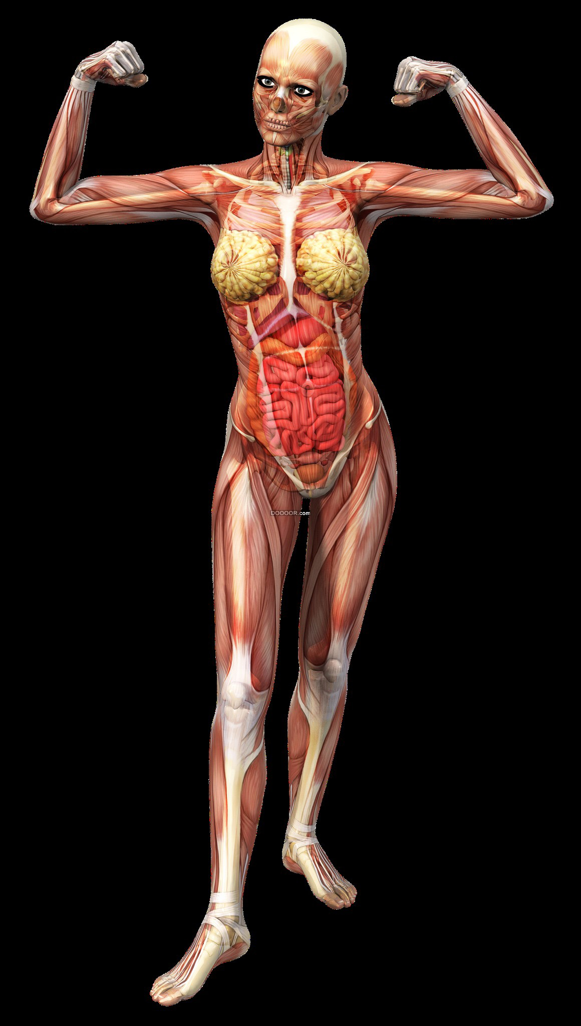 01715_人体医学素材x光透视下女士身体的结构组成.jpg
