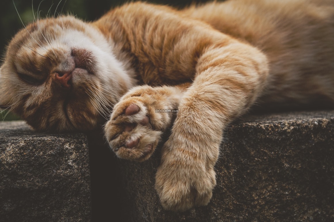 01791_动物素材设计夏日的午后一只黄色的猫慵懒的躺在石头上休息.