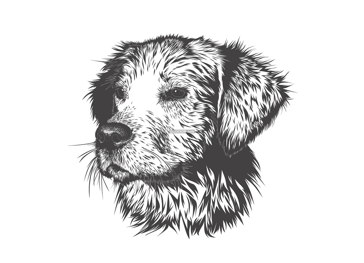 05023_一条宠物狗的素描作品动物素材设计.jpg