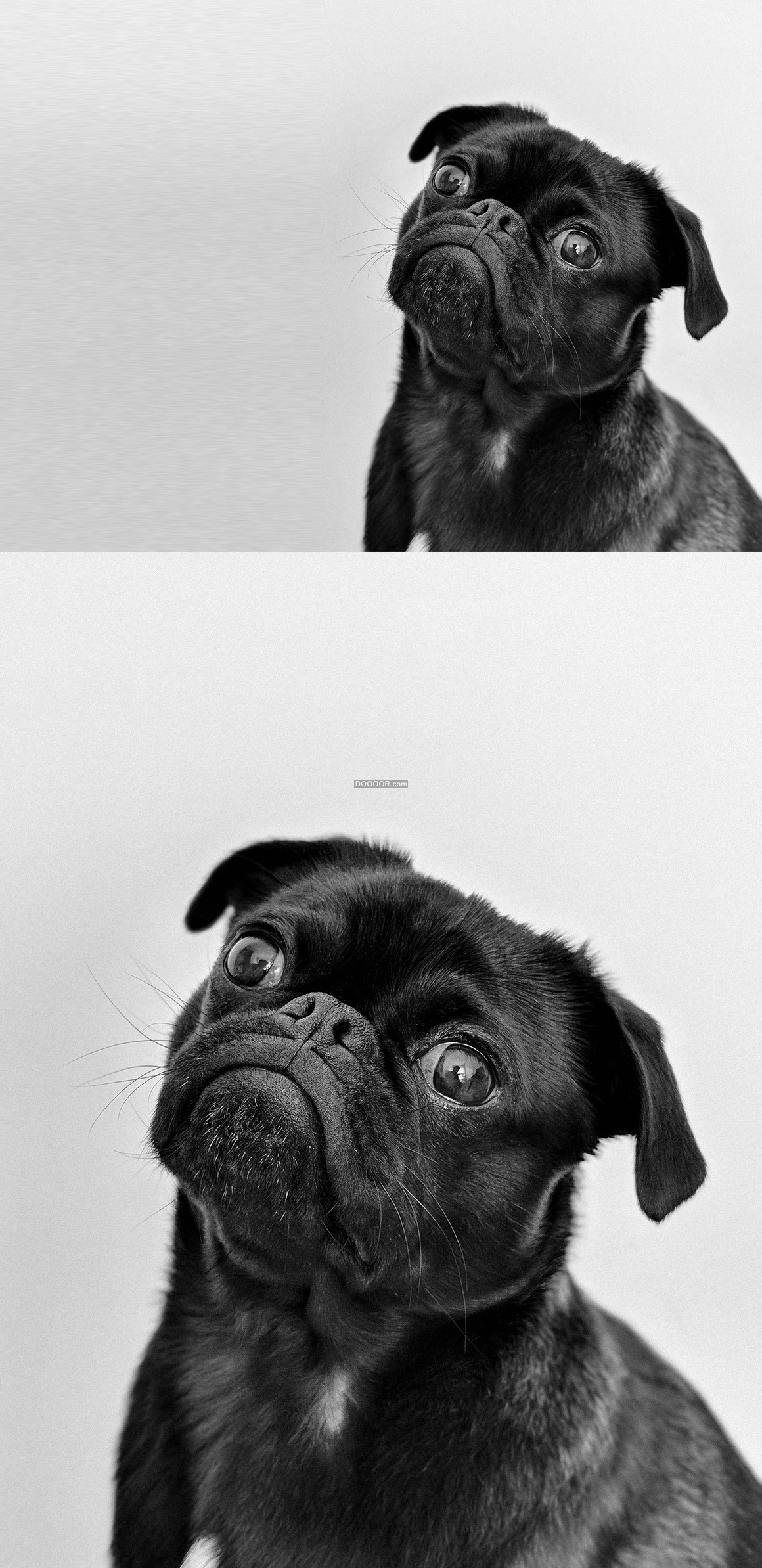 05253_一只黑色的沙皮狗表情萌萌的动物素材设计.jpg