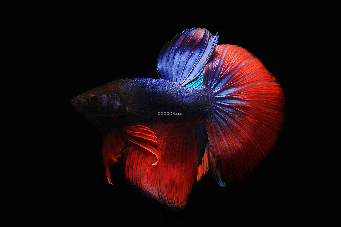 美丽的红色尾巴的热带观赏鱼动物素材设计