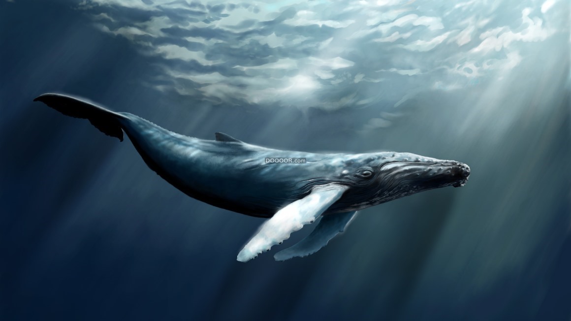 06210_深海蓝鲸海洋霸主巨大海面阳光.jpg