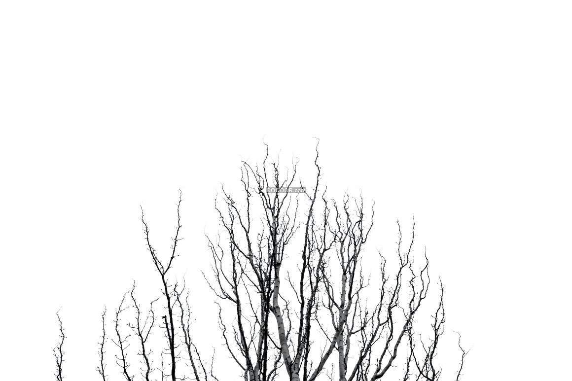 阴沉的天空干枯的树木寒冷冬季萧瑟冷清植物素材设计