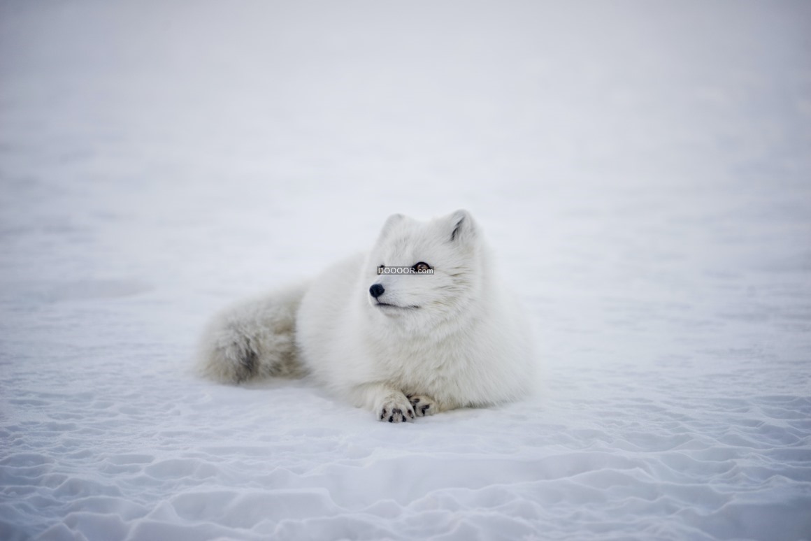 08221_动物北极狐野生保护动物精灵雪地寒冷北极.jpg