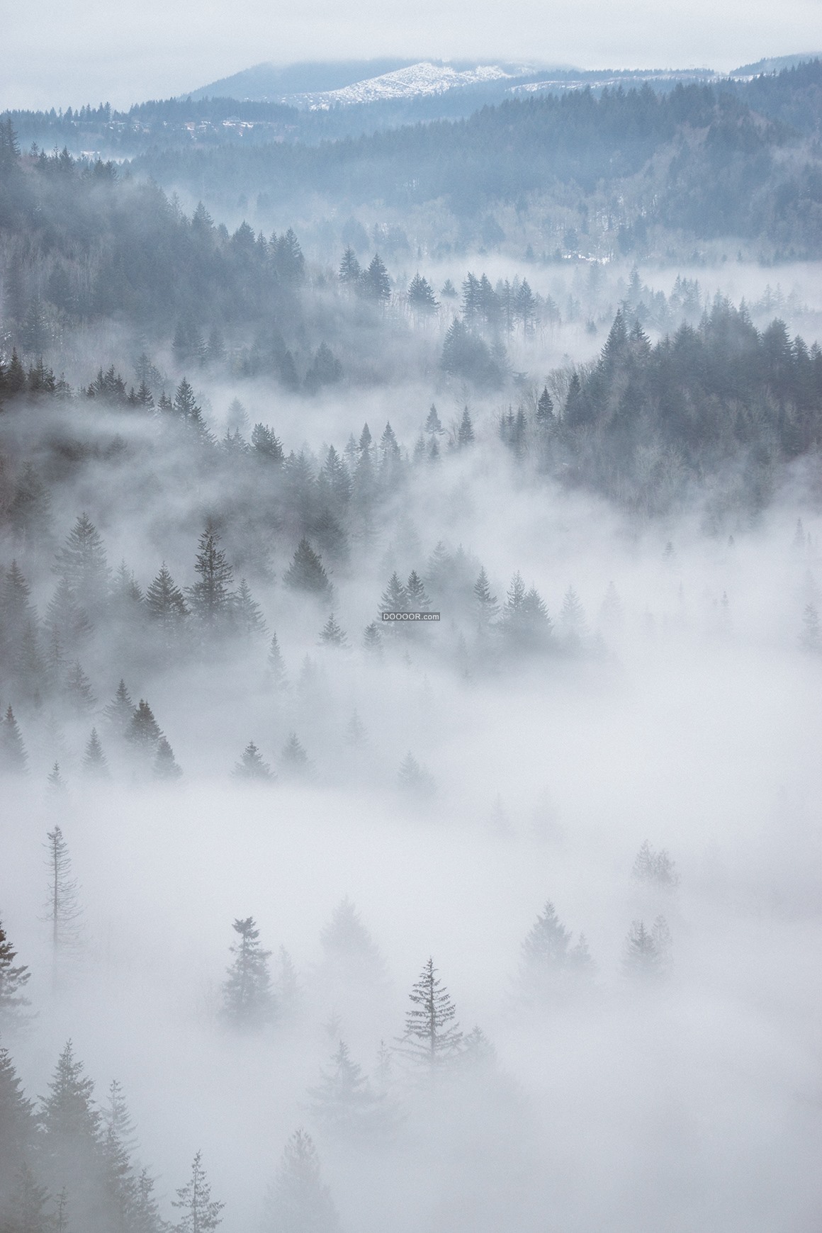 一望无际的松树笼罩在云海之下大雾迷蒙自然风景素材设计