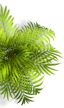 palm.png