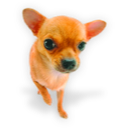 puppy_dogs_04.png