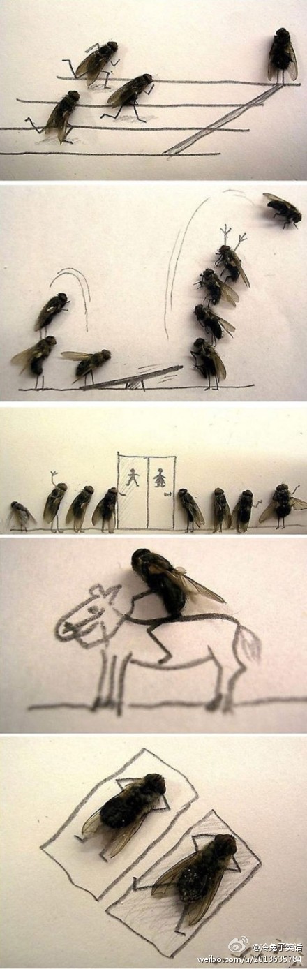苍蝇写真集