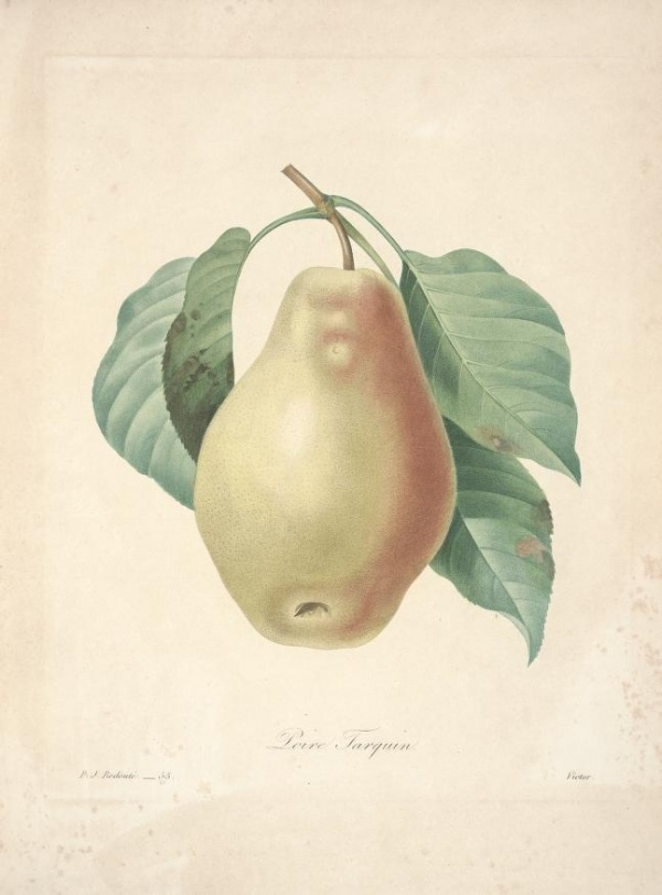 32 aesthetic refinement Herborist plants hand-painted illustrations to appreciate - like to like thi ...