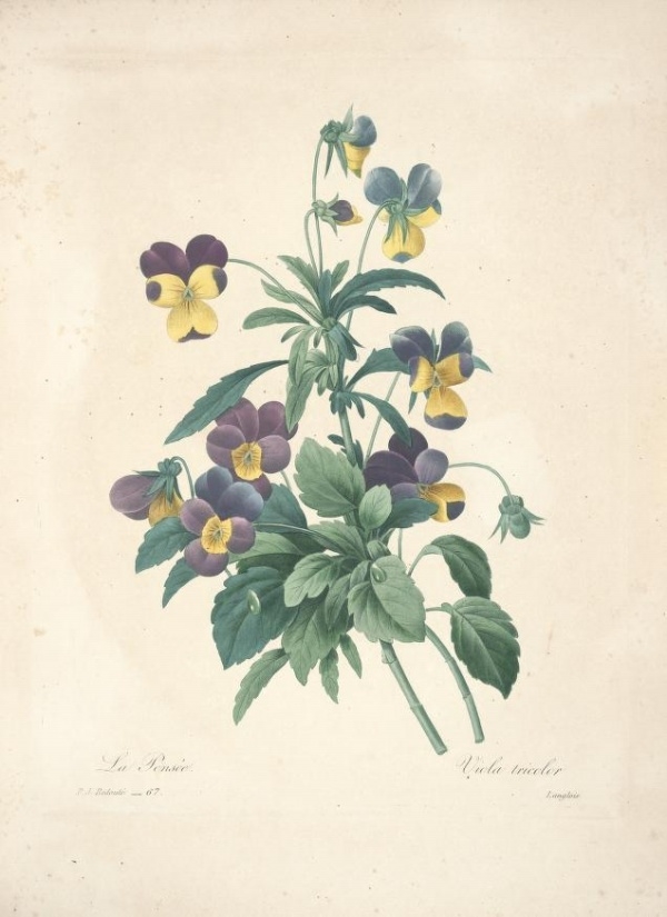 32 aesthetic refinement Herborist plants hand-painted illustrations to appreciate - like to like thi ...