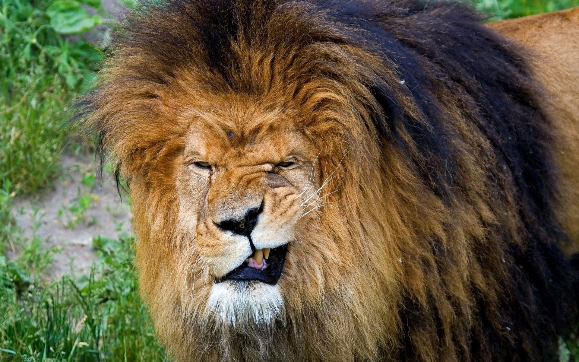 【克里米亚野生动物园】分享一下好玩儿的狮子照片 - 哔哩哔哩