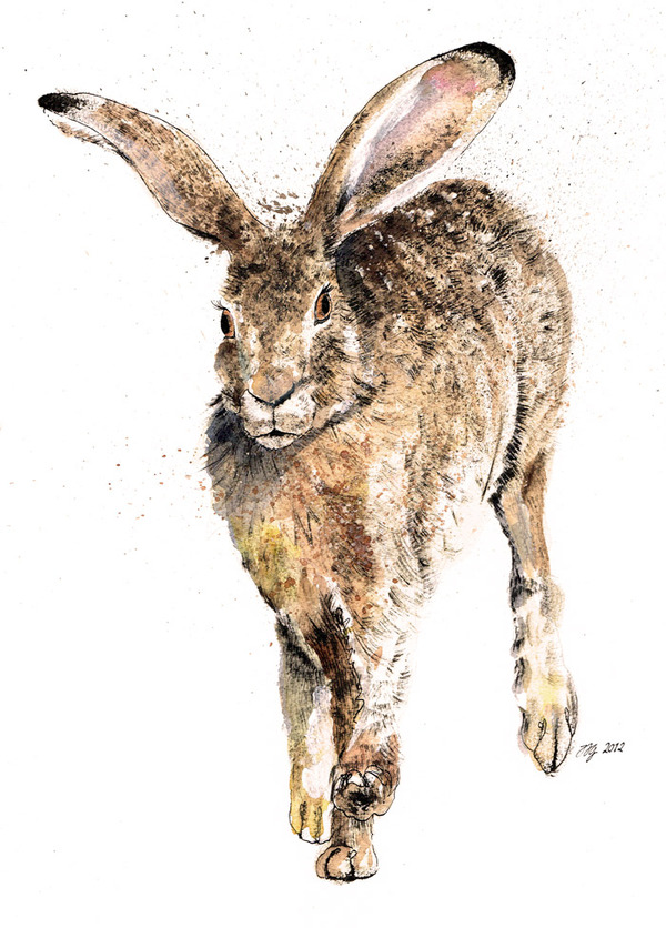 HARES 奔跑的野兔 动物插画[13P].jpg