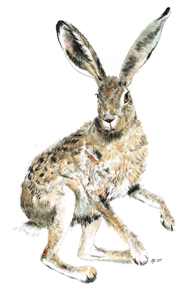HARES 奔跑的野兔 动物插画[13P] (2).jpg