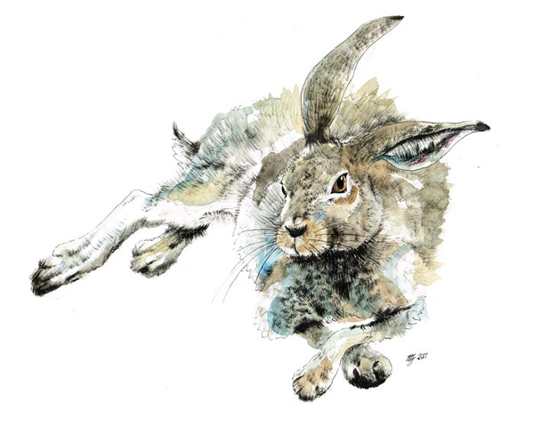 HARES 奔跑的野兔 动物插画[13P] (3).jpg