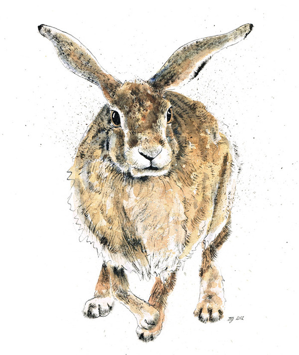HARES 奔跑的野兔 动物插画[13P] (4).jpg