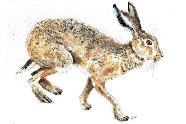 HARES 奔跑的野兔 动物插画[13P] (6).jpg