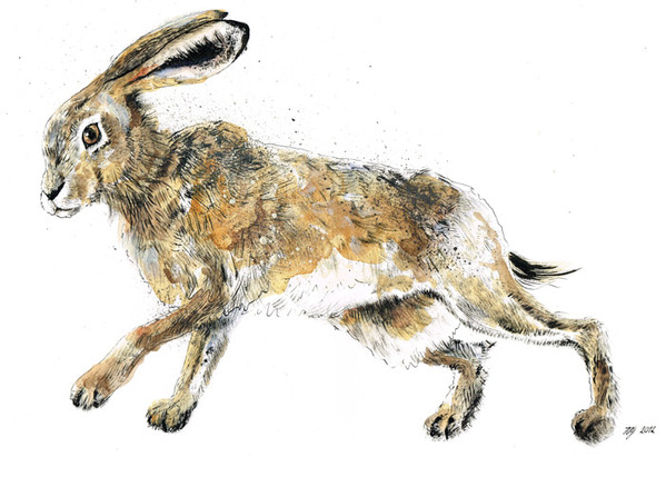 HARES 奔跑的野兔 动物插画[13P] (7).jpg