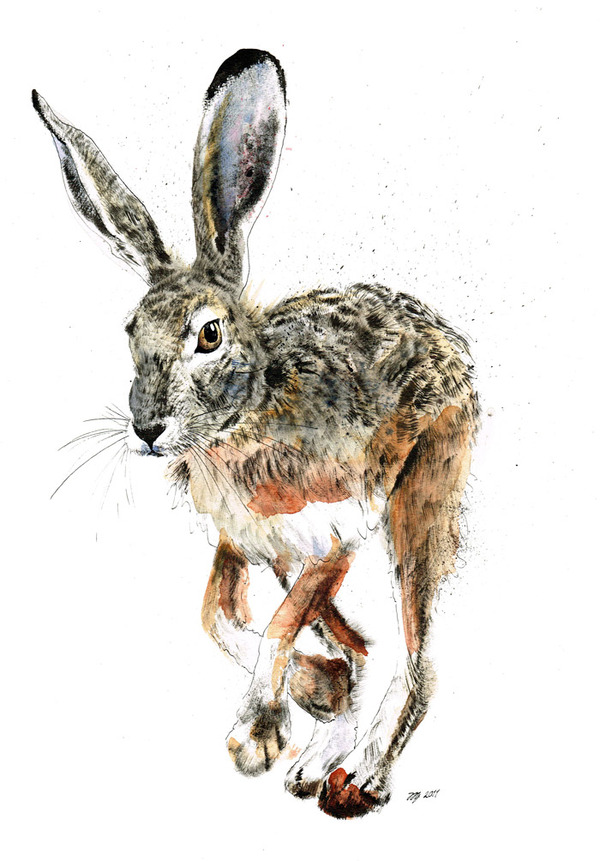 HARES 奔跑的野兔 动物插画[13P] (8).jpg