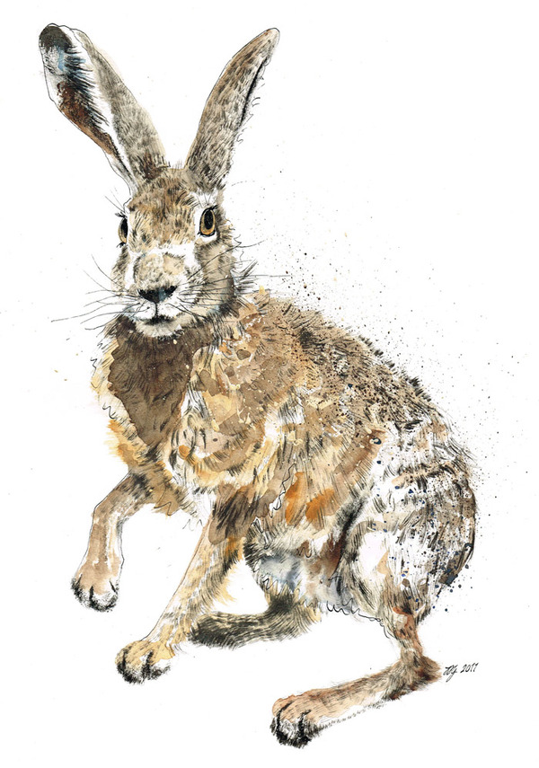 HARES 奔跑的野兔 动物插画[13P] (11).jpg