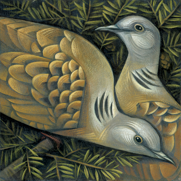 BIRD 什么鸟插画 [8P] (1).jpg