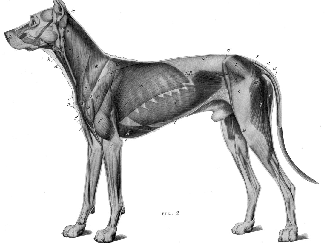 动物骨骼肌肉解剖图:狗,狮,马 1280px[30p]a