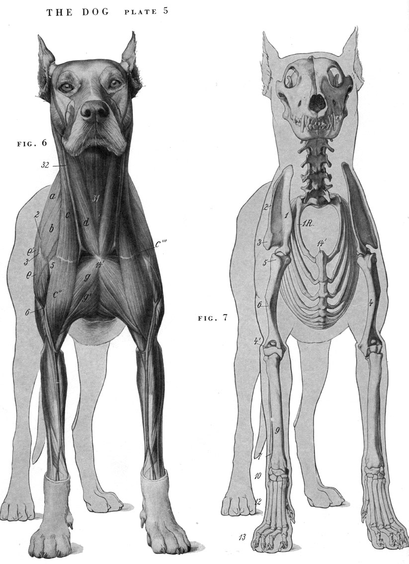 動物骨骼肌肉解剖圖:狗,獅,馬 1280px[30p]a