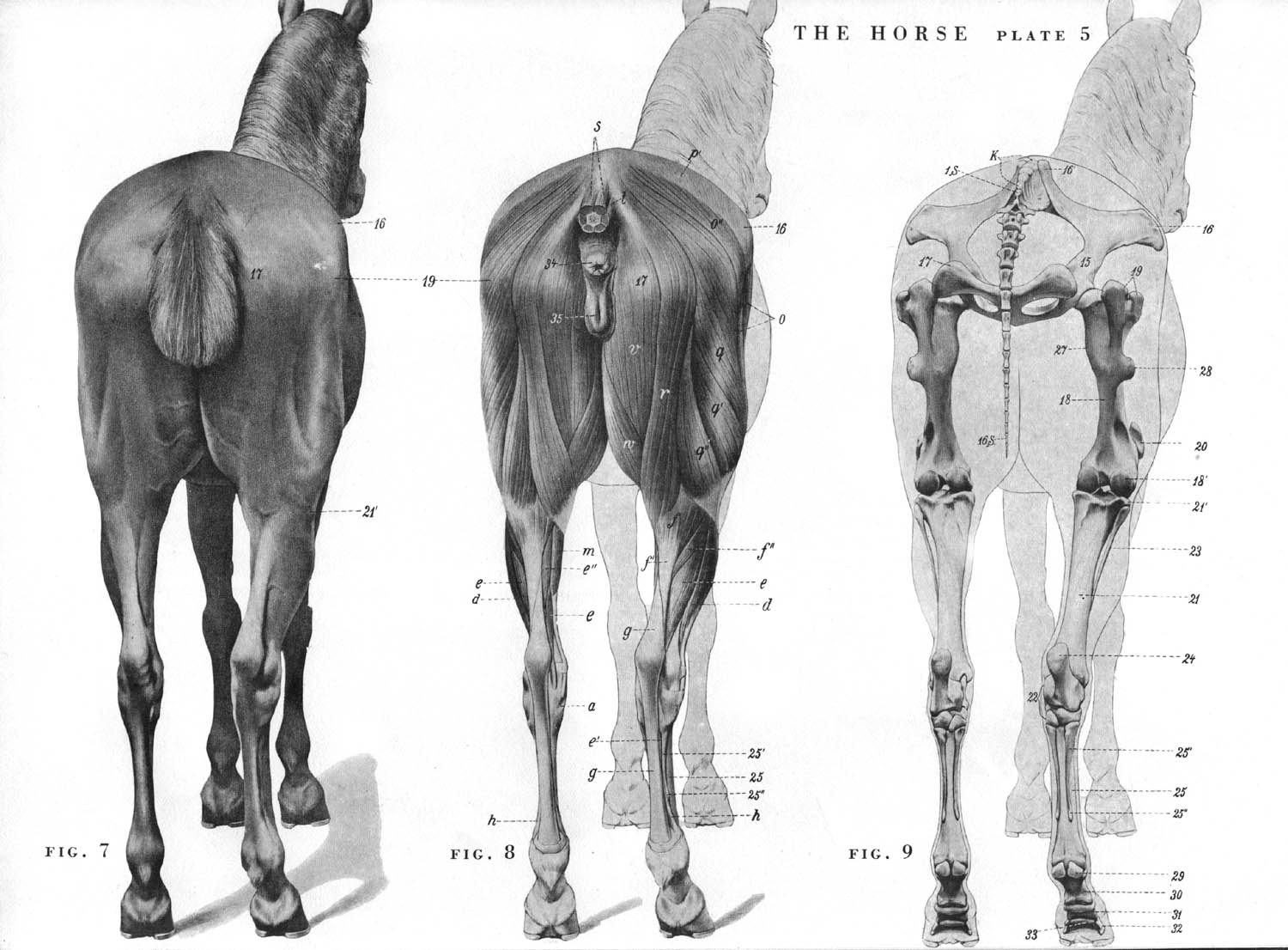 动物肌肉-躯干-脊柱肌肉 - 知乎