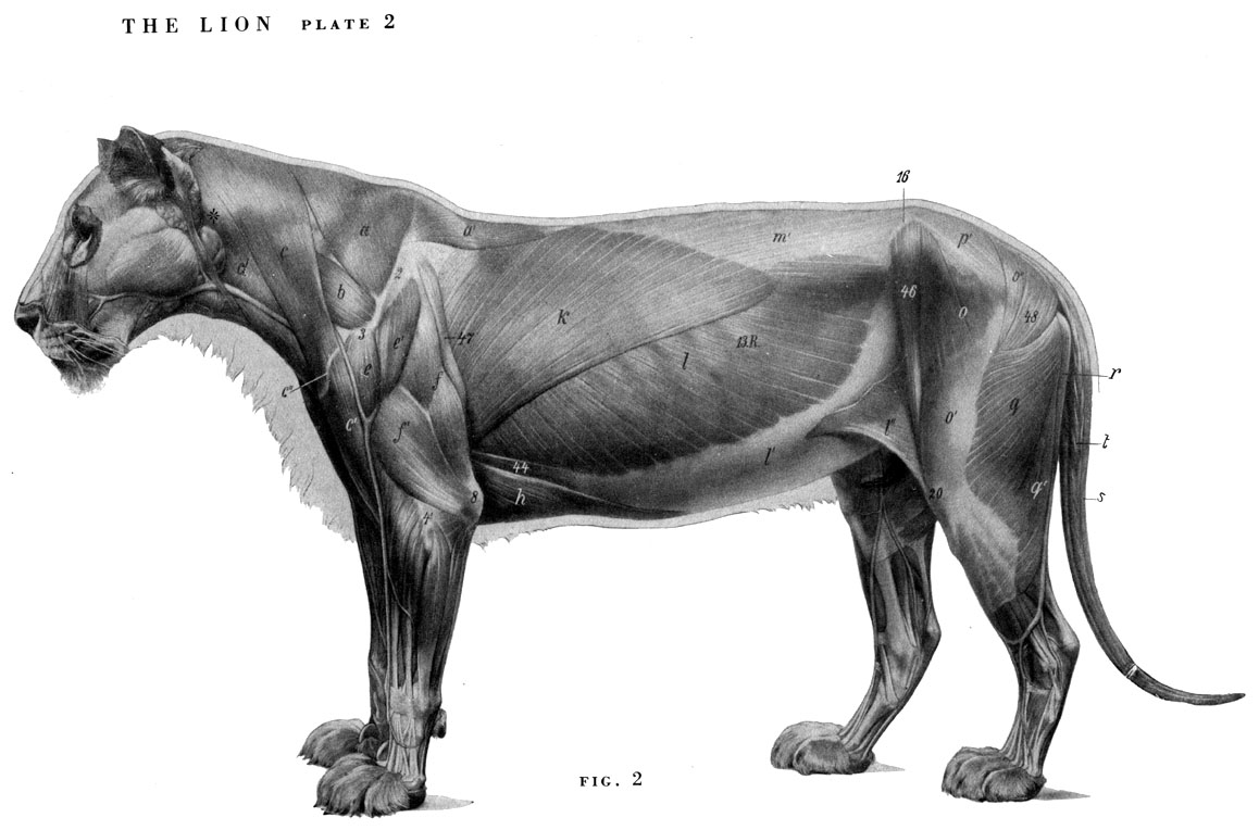 动物骨骼肌肉解剖图：狗，狮，马 1280PX[30P] (27).jpg