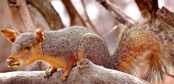 迷你动物换头术[16P] (12).jpg