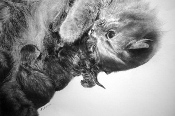 我是猫-逼真写实铅笔素描-Paul Lung [9P] (6).jpg