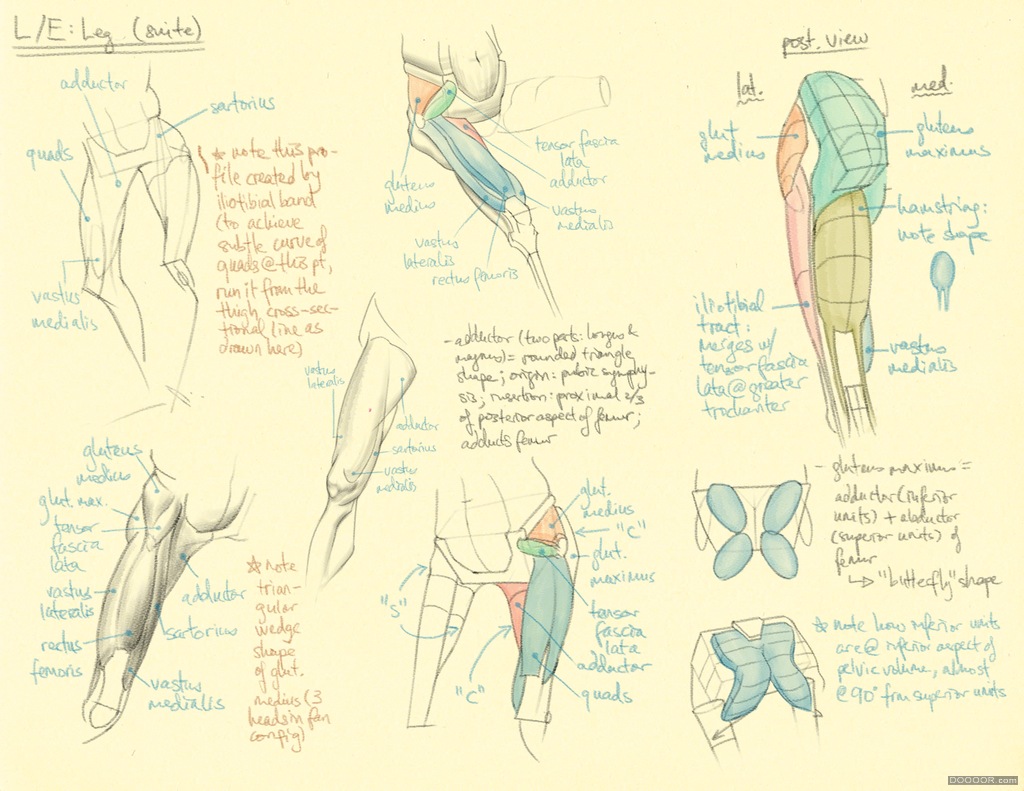 美术教程：下肢腿部肌肉学习篇-普画网