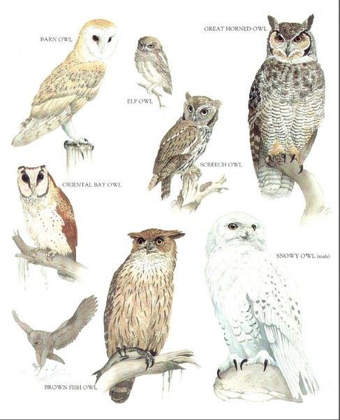 朗文鸟类百科精品图鉴 [82P] (60).jpg