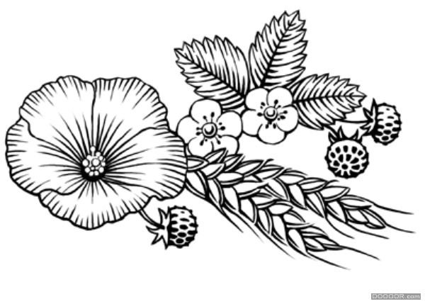 花卉水果植物版画-Trikoz [13P] (10).jpg