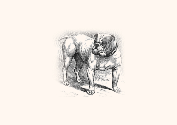BULLDOG斗牛犬LOGO设计 [10P] (1).jpg