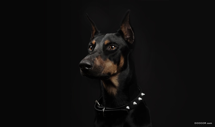 PERRO MALO烈性龙舌兰酒包装设计-Futura Mx  [13P] (7).jpg