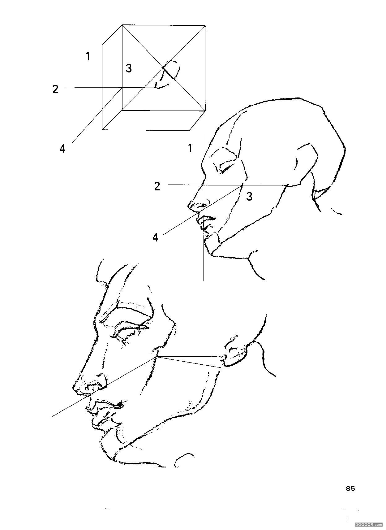 伯里曼人体结构绘画 (90).jpg