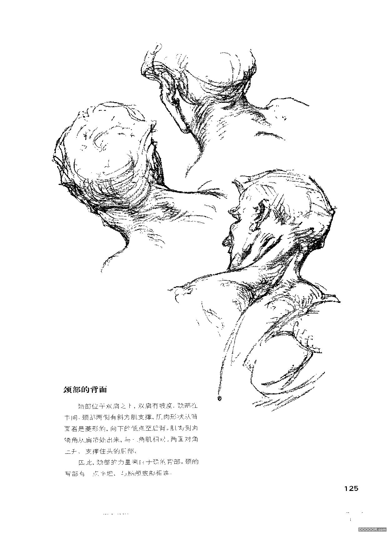 伯里曼人体结构绘画 (130).jpg