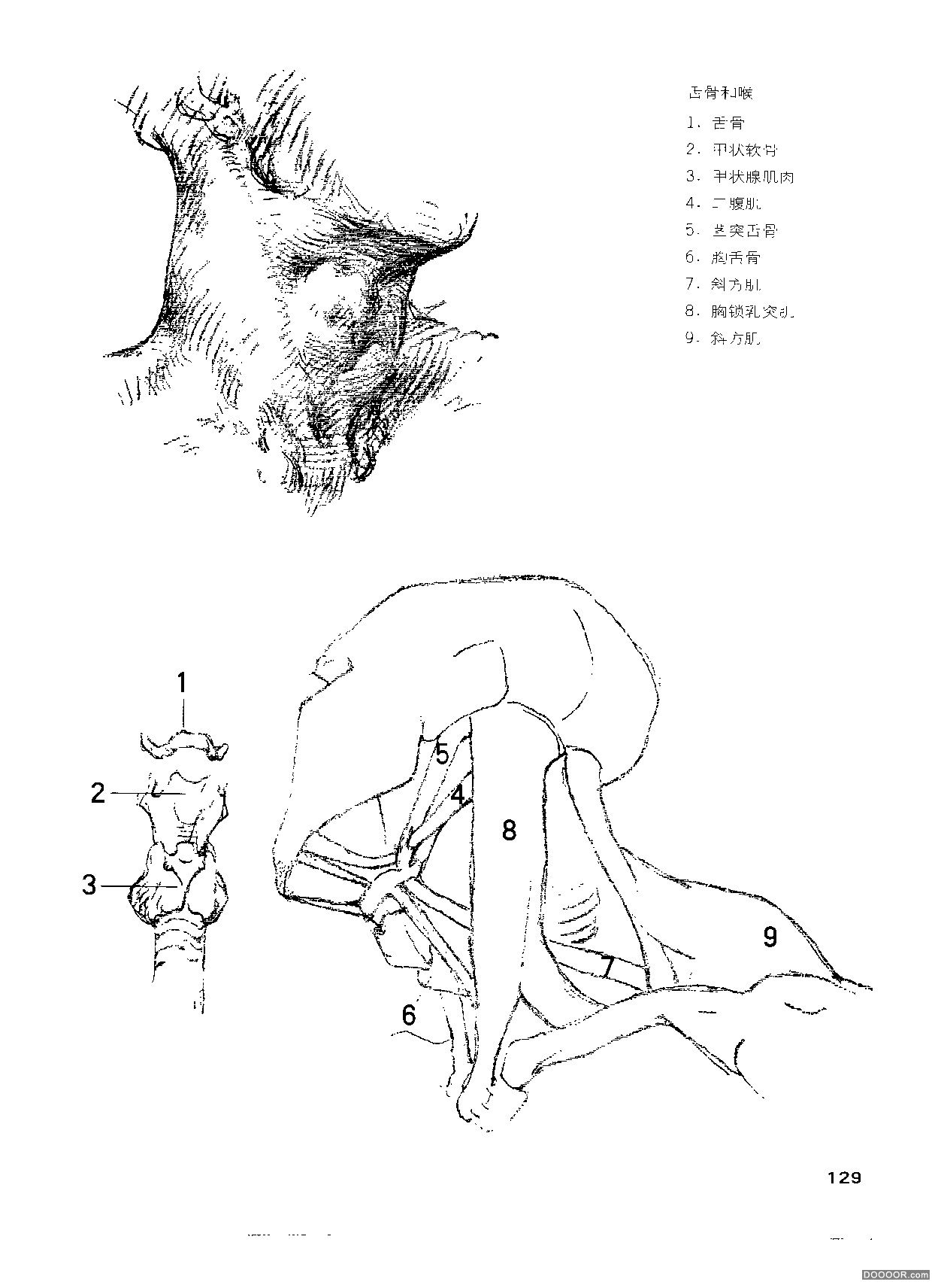 伯里曼人体结构绘画 (134).jpg