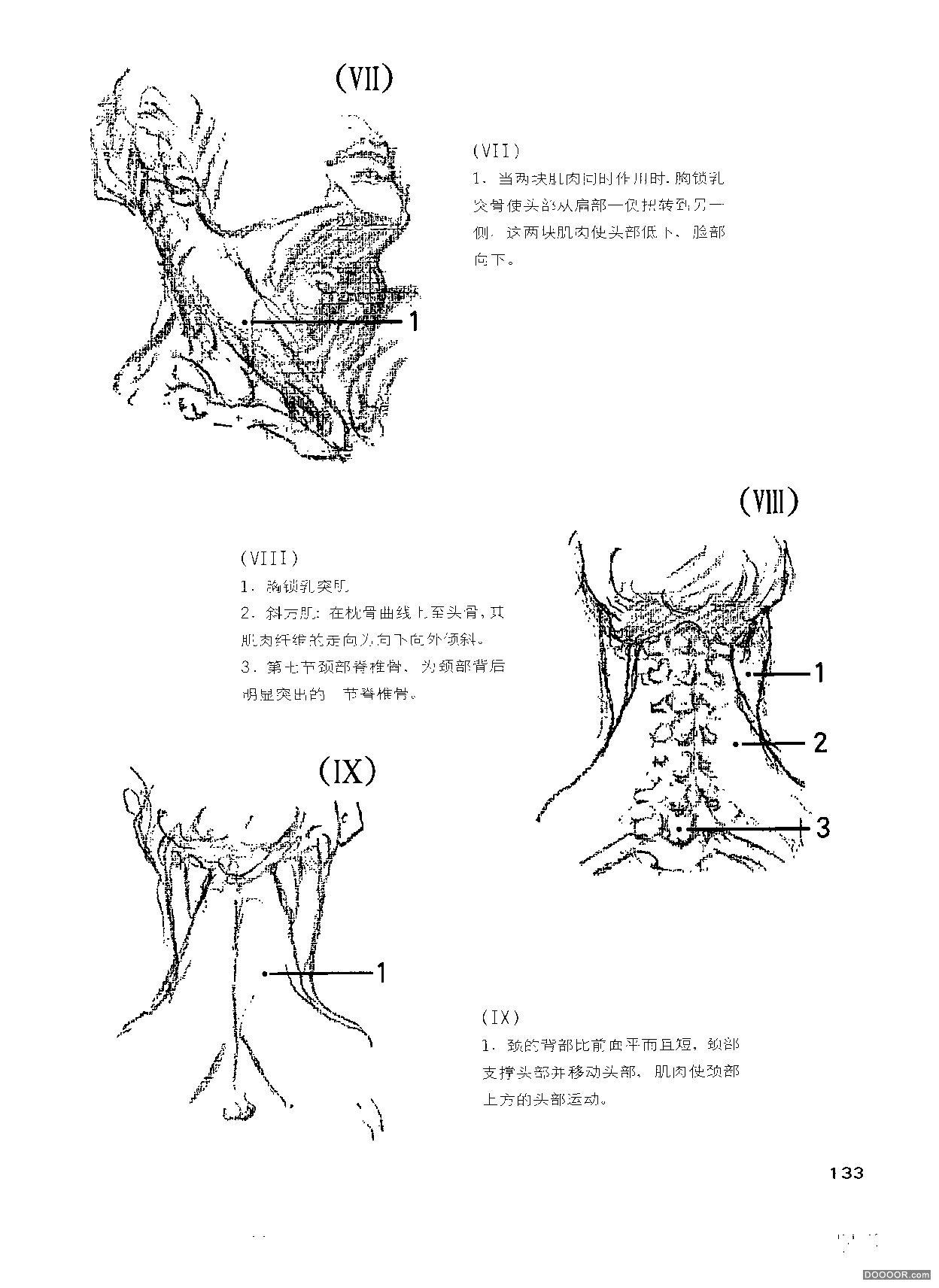 伯里曼人体结构绘画 (138).jpg