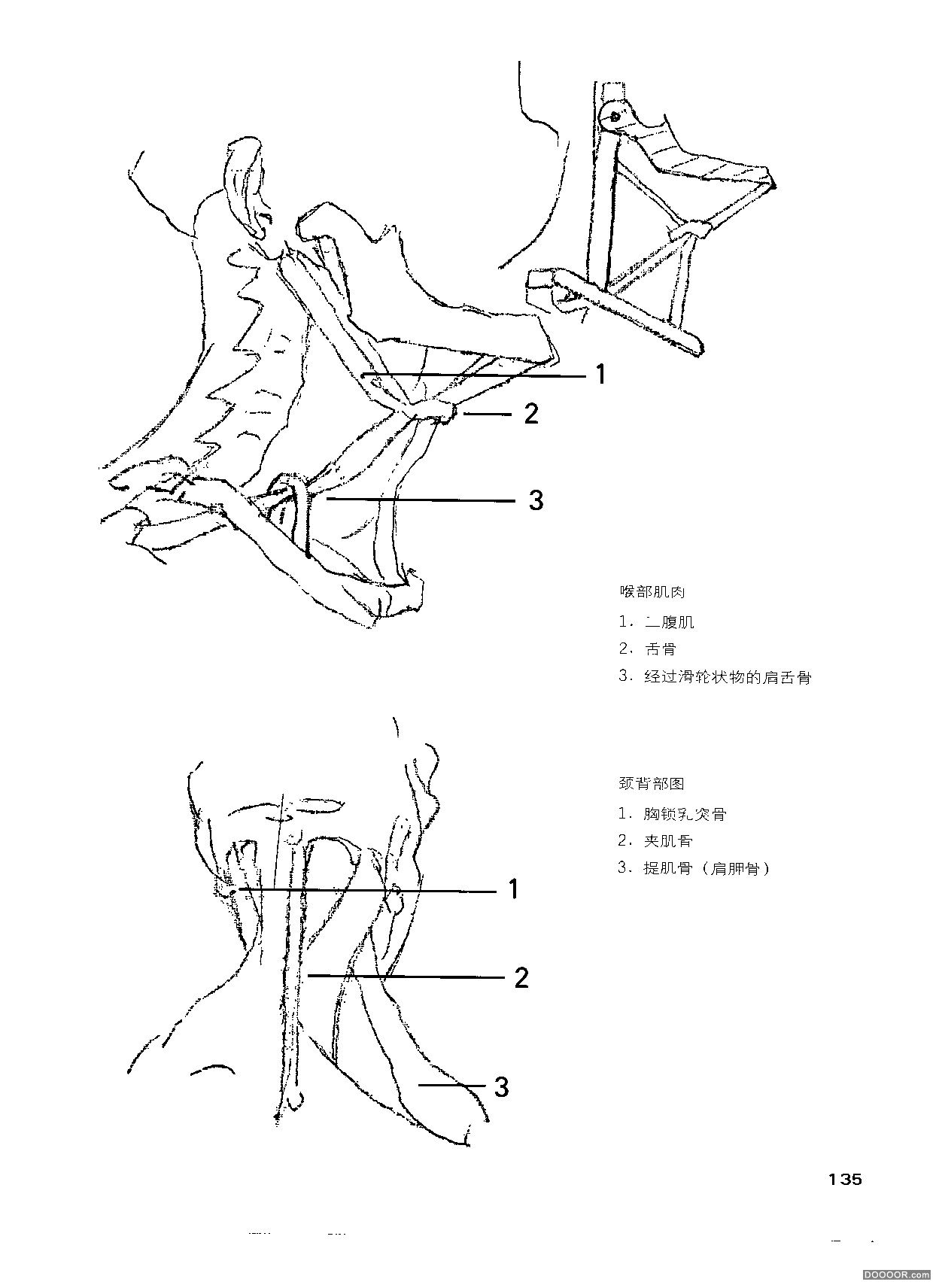 伯里曼人体结构绘画 (140).jpg