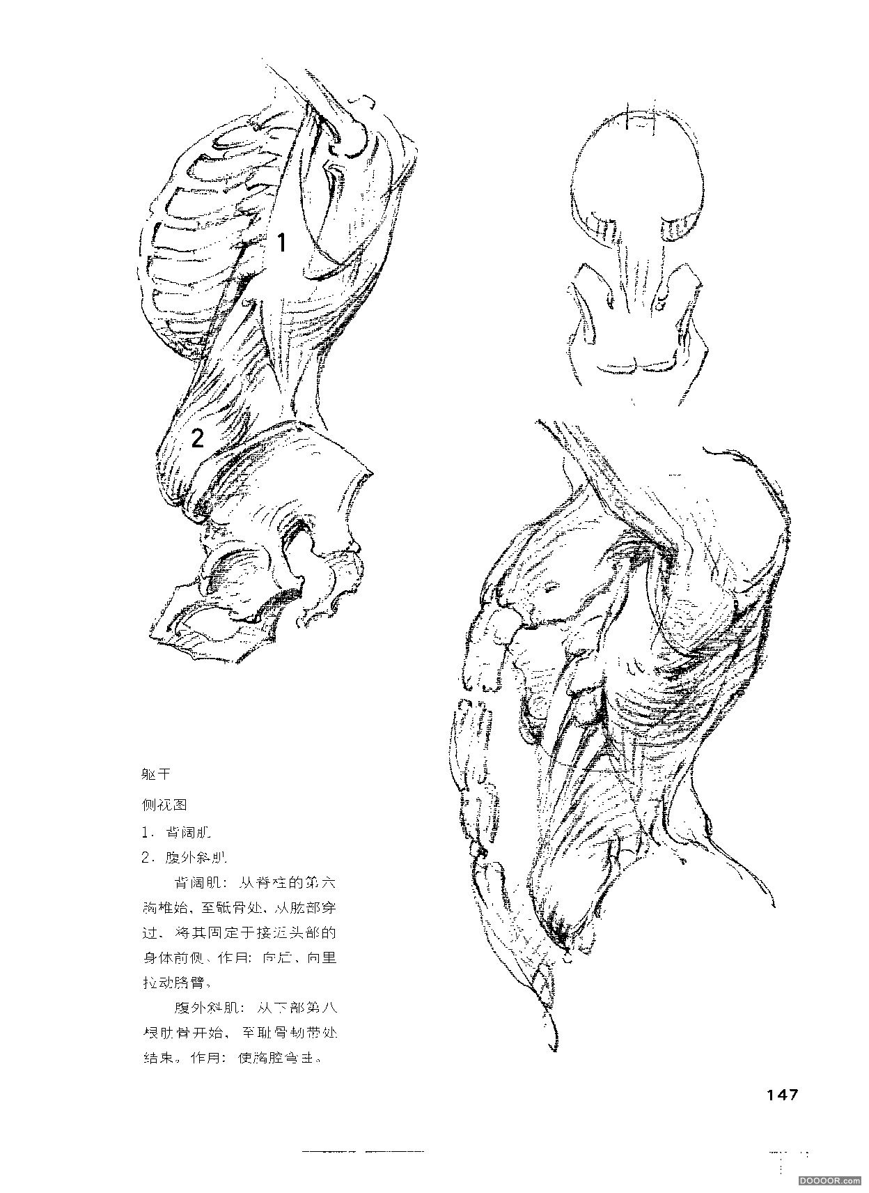 伯里曼人体结构绘画 (152).jpg