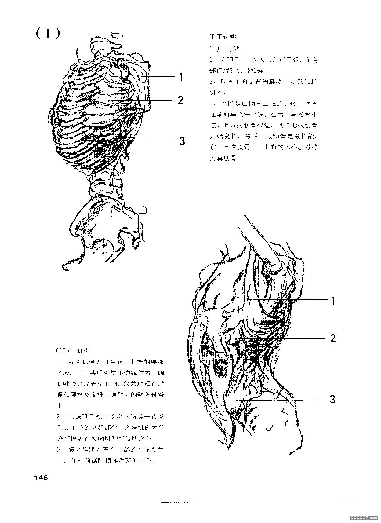 伯里曼人体结构绘画 (153).jpg