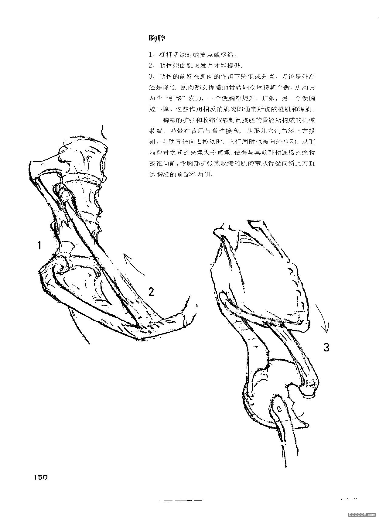 伯里曼人体结构绘画 (155).jpg