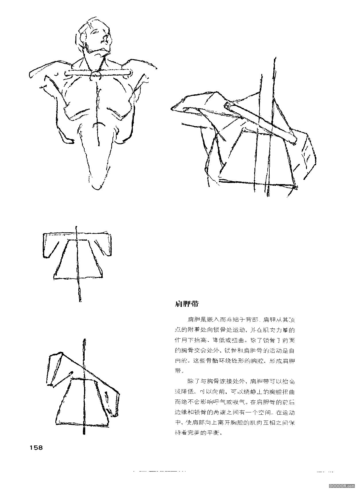 伯里曼人体结构绘画 (163).jpg