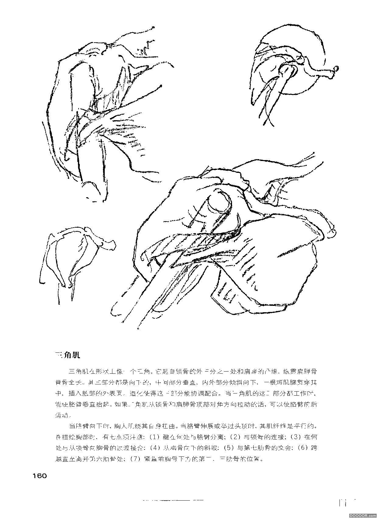 伯里曼人体结构绘画 (165).jpg