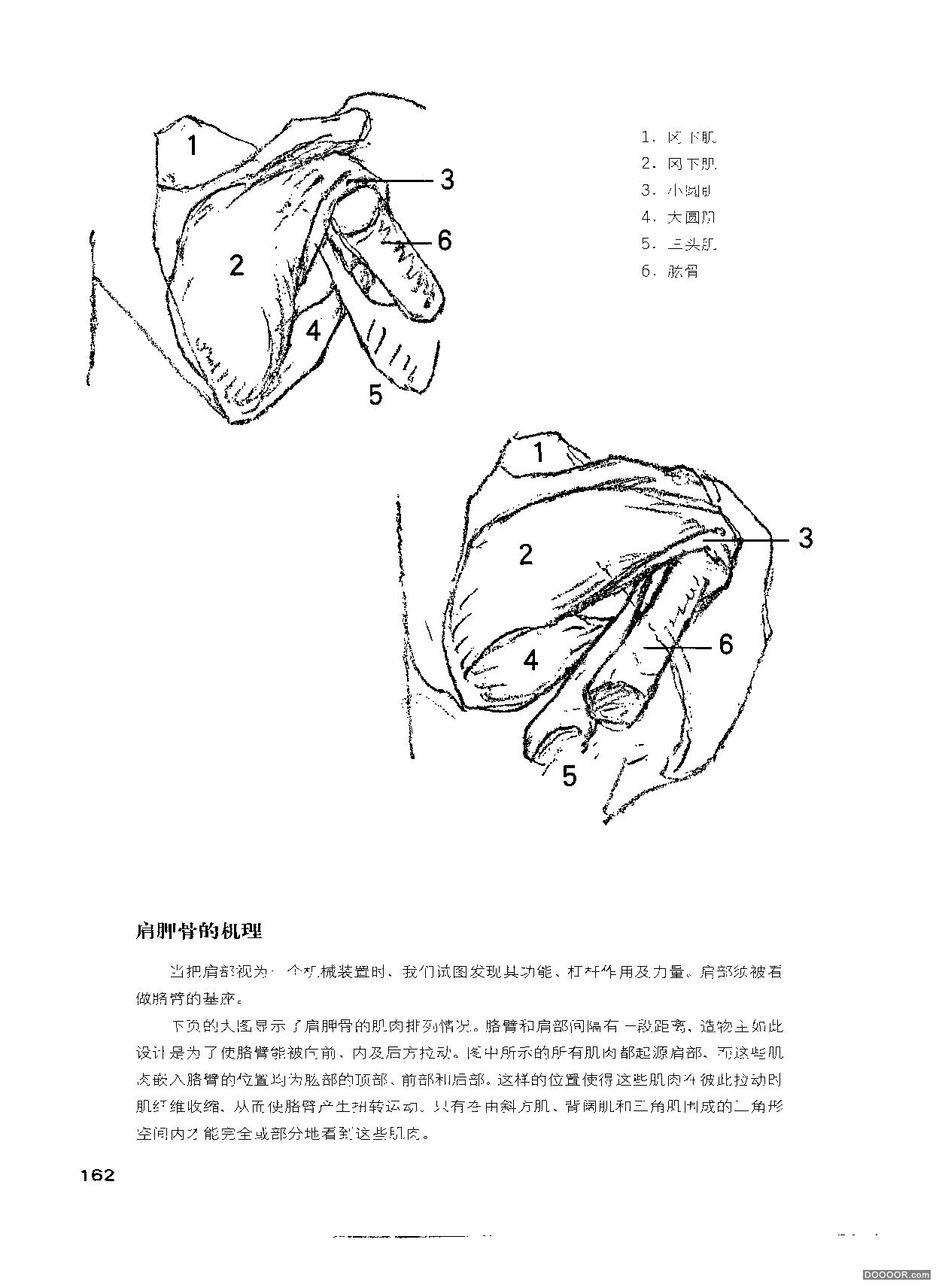 伯里曼人体结构绘画 (167).jpg